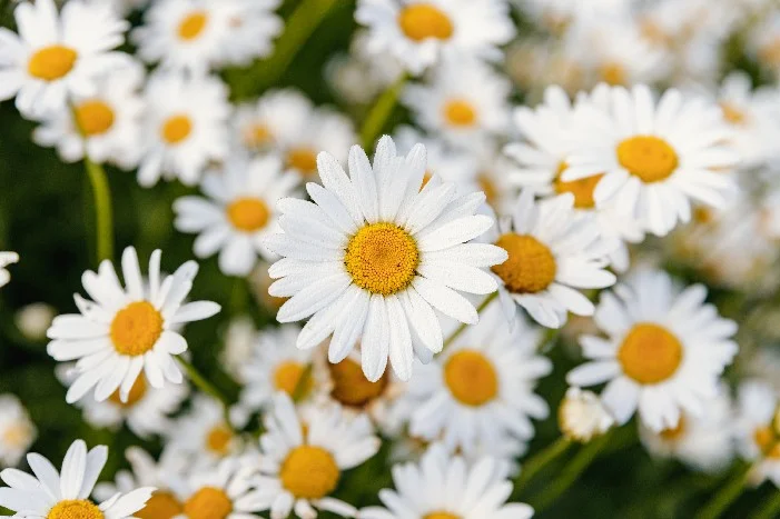Nahaufnahme von weißen Gänseblümchen